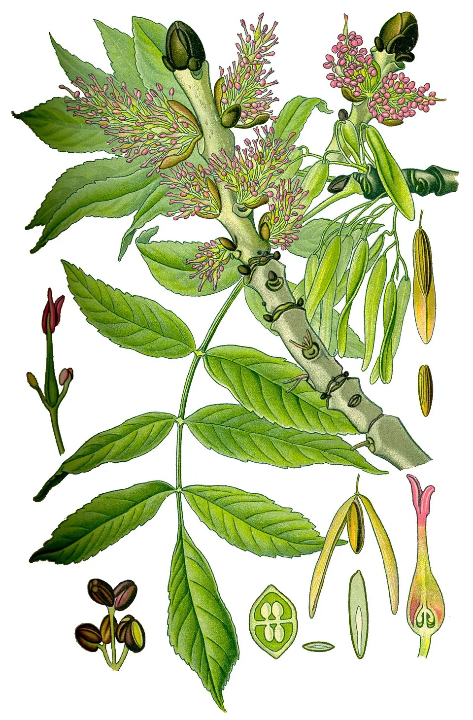 Magas kőris / Fraxinus excelsior 'Althena'