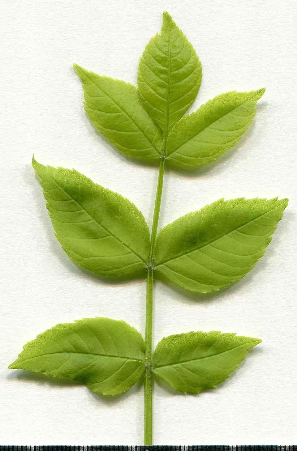 Magas kőris / Fraxinus excelsior 'Althena'