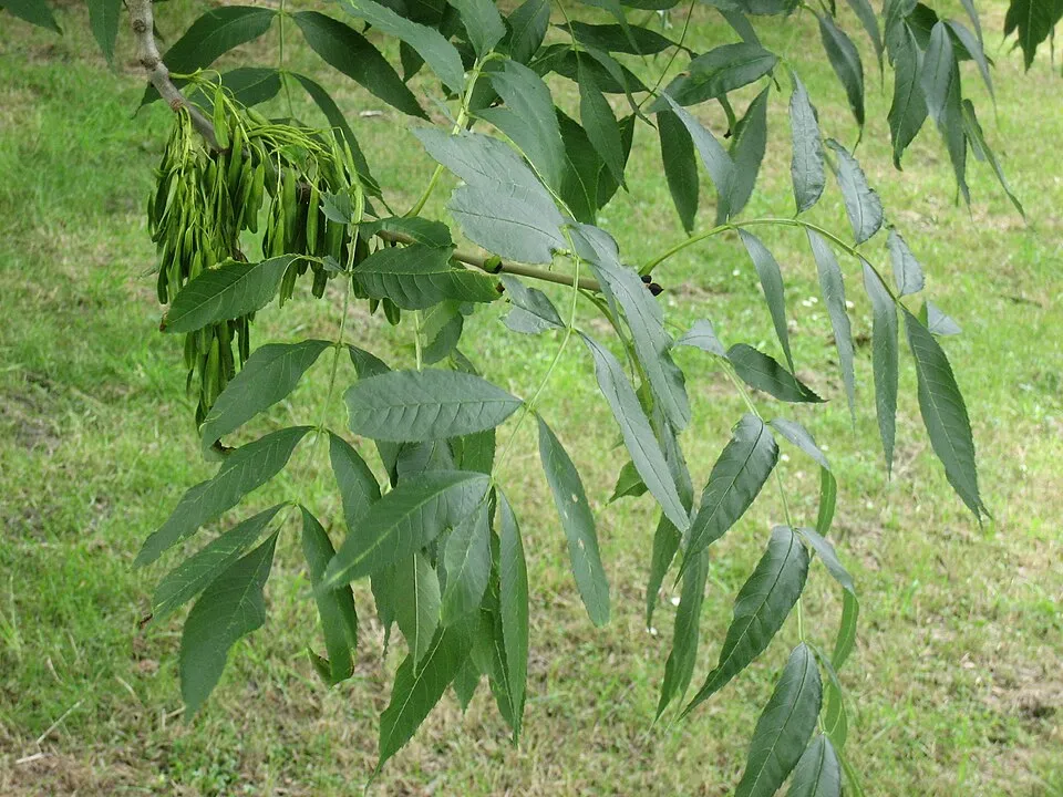Magas kőris / Fraxinus excelsior 'Althena'