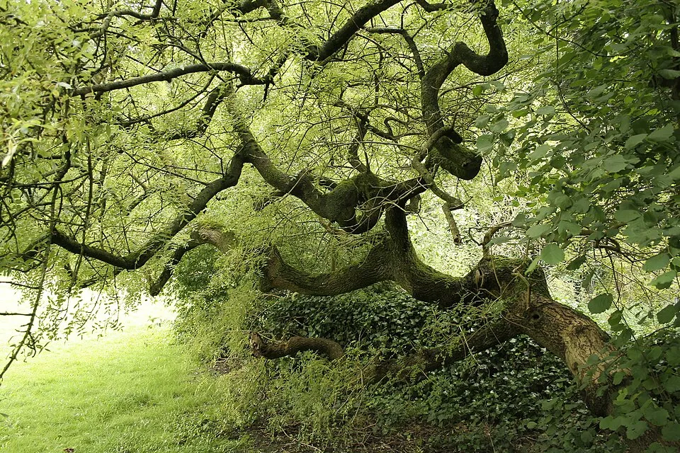 Magas kőris / Fraxinus excelsior 'Althena'