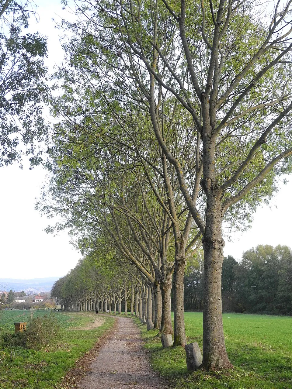 Magas kőris / Fraxinus excelsior 'Westhof's Glorie'