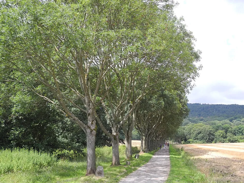 Magas kőris / Fraxinus excelsior 'Westhof's Glorie'