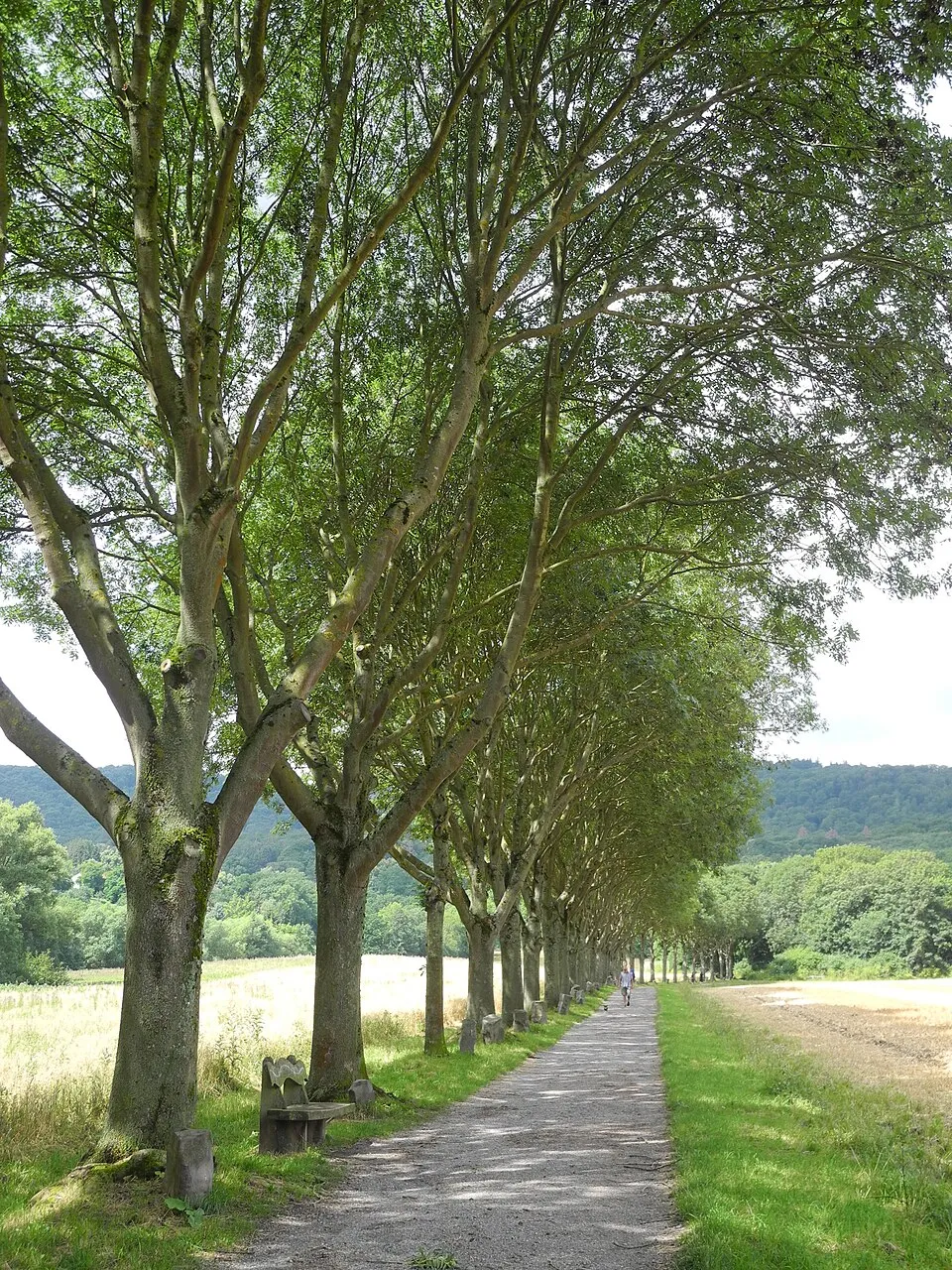 Magas kőris / Fraxinus excelsior 'Westhof's Glorie'