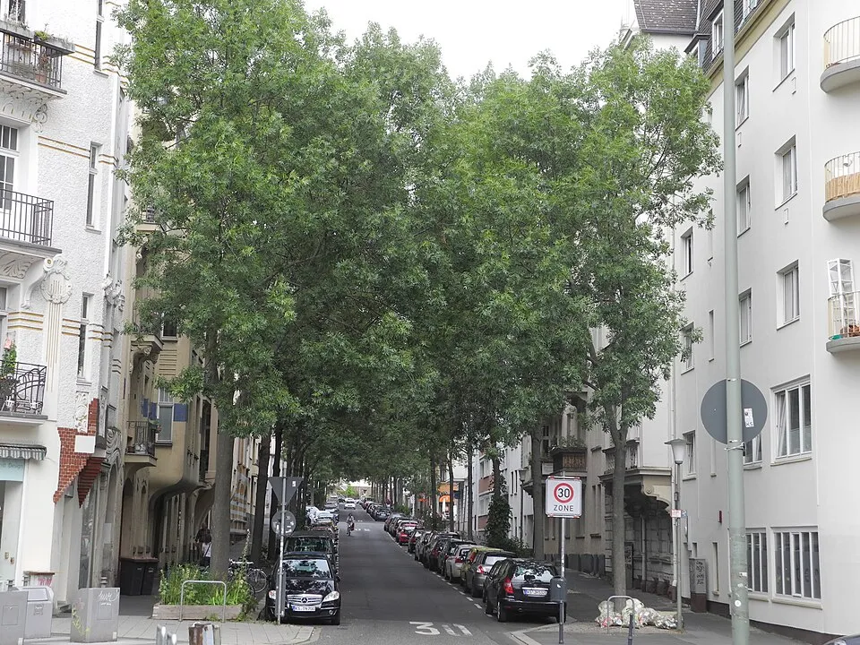 Magas kőris / Fraxinus excelsior 'Westhof's Glorie'