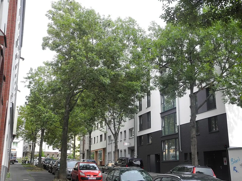 Magas kőris / Fraxinus excelsior 'Westhof's Glorie'