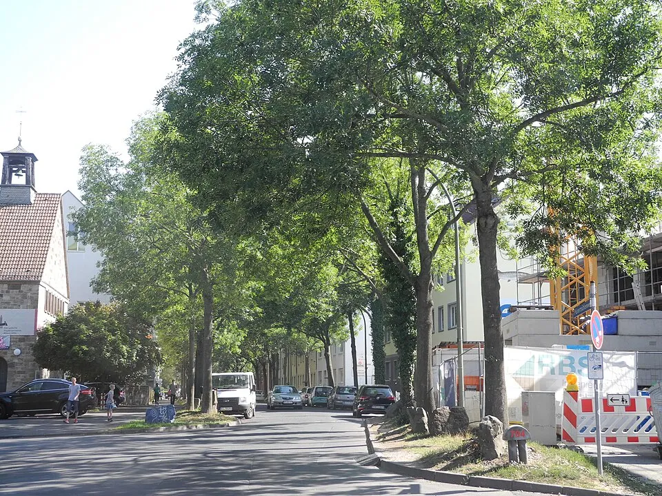 Magas kőris / Fraxinus excelsior 'Westhof's Glorie'