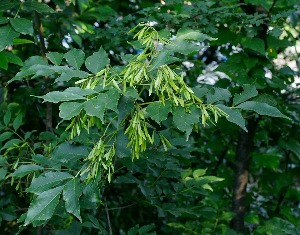 Virágos kőris / Fraxinus ornus
