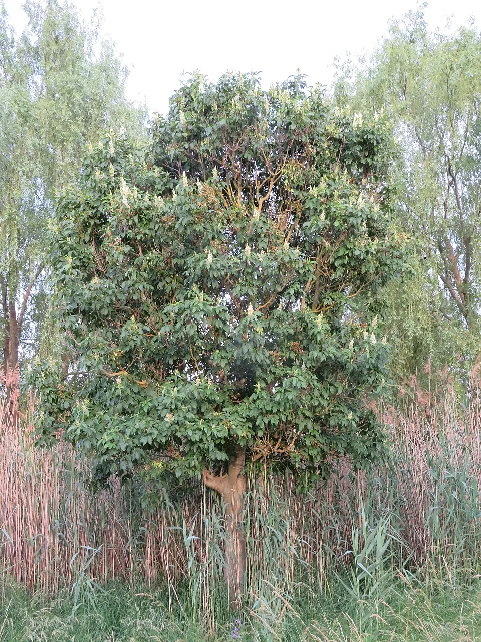 Virágos kőris / Fraxinus ornus