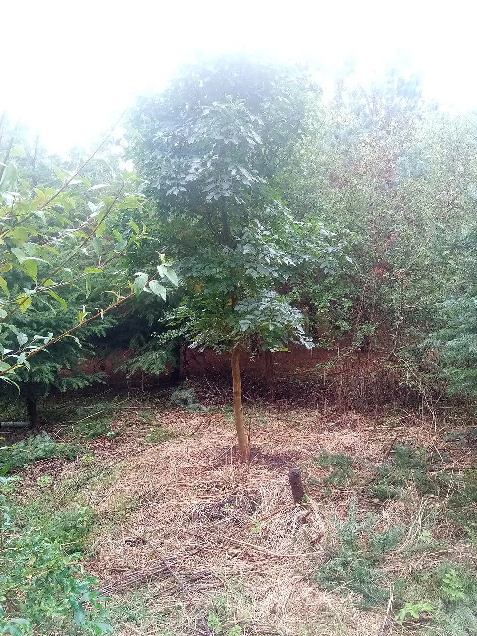 Virágos kőris / Fraxinus ornus