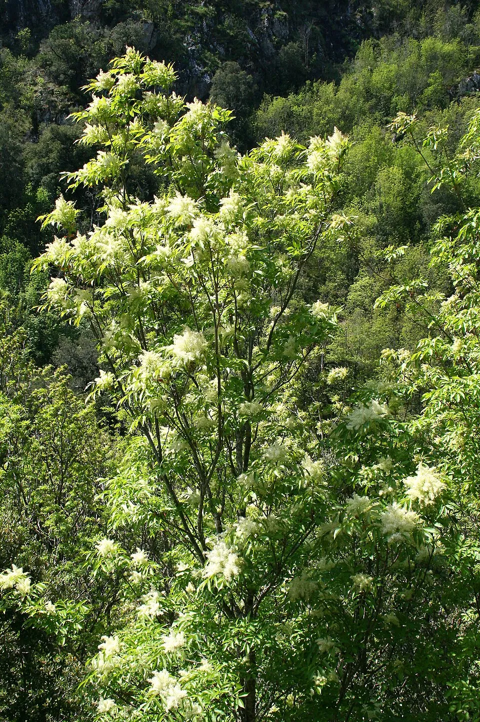 Virágos kőris / Fraxinus ornus