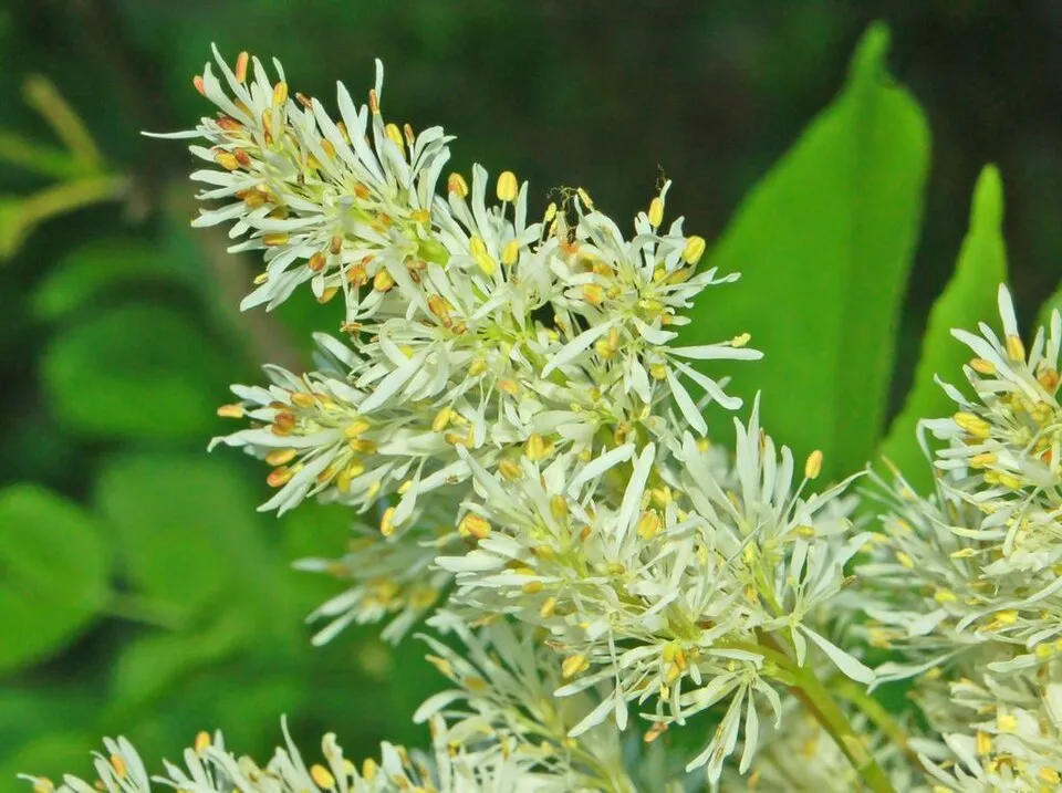 Virágos kőris / Fraxinus ornus