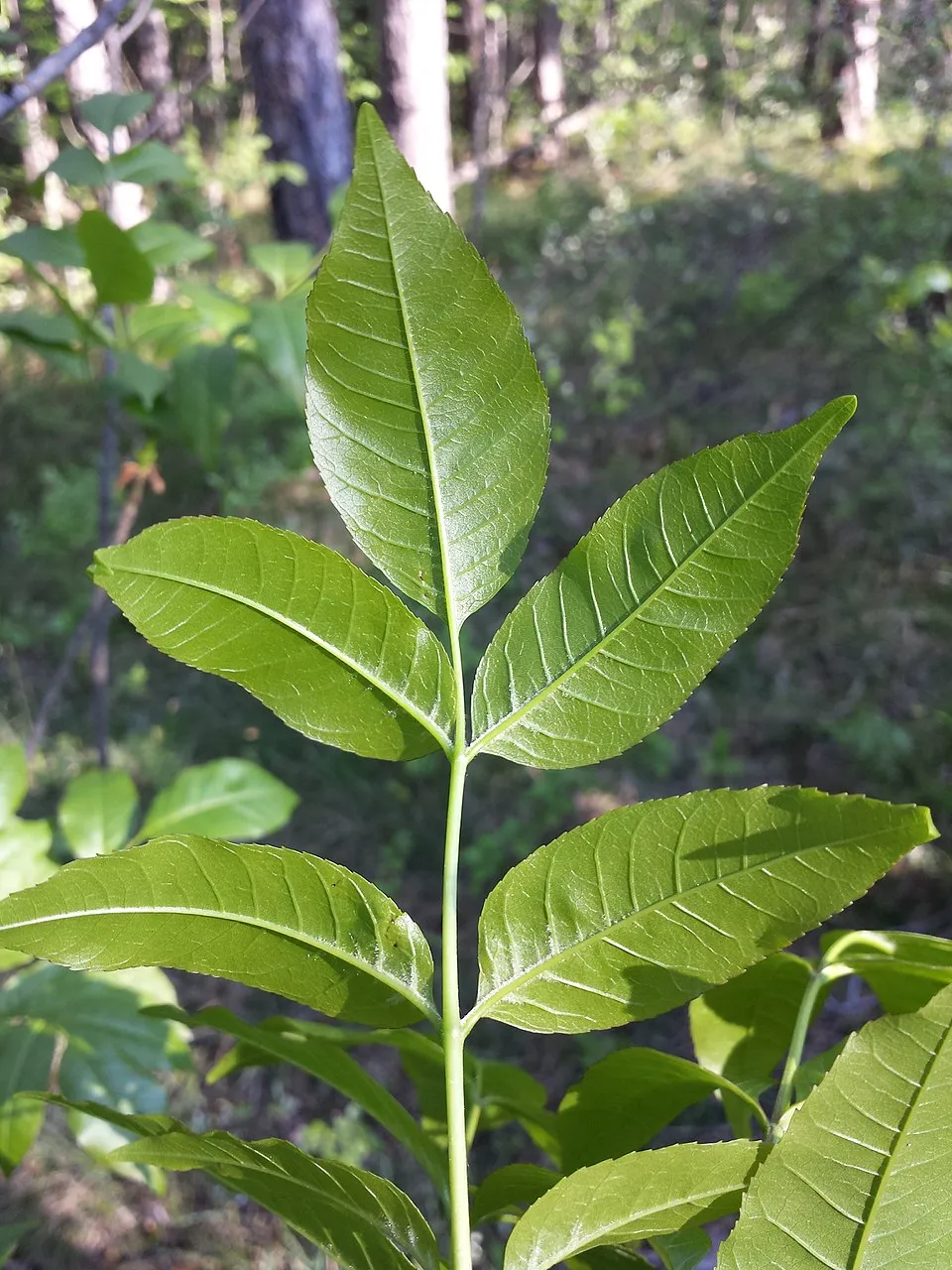 Virágos kőris / Fraxinus ornus