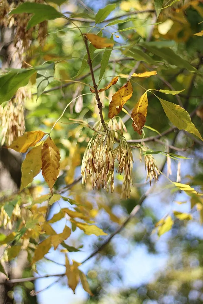 Virágos kőris / Fraxinus ornus