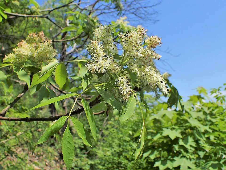 Virágos kőris / Fraxinus ornus