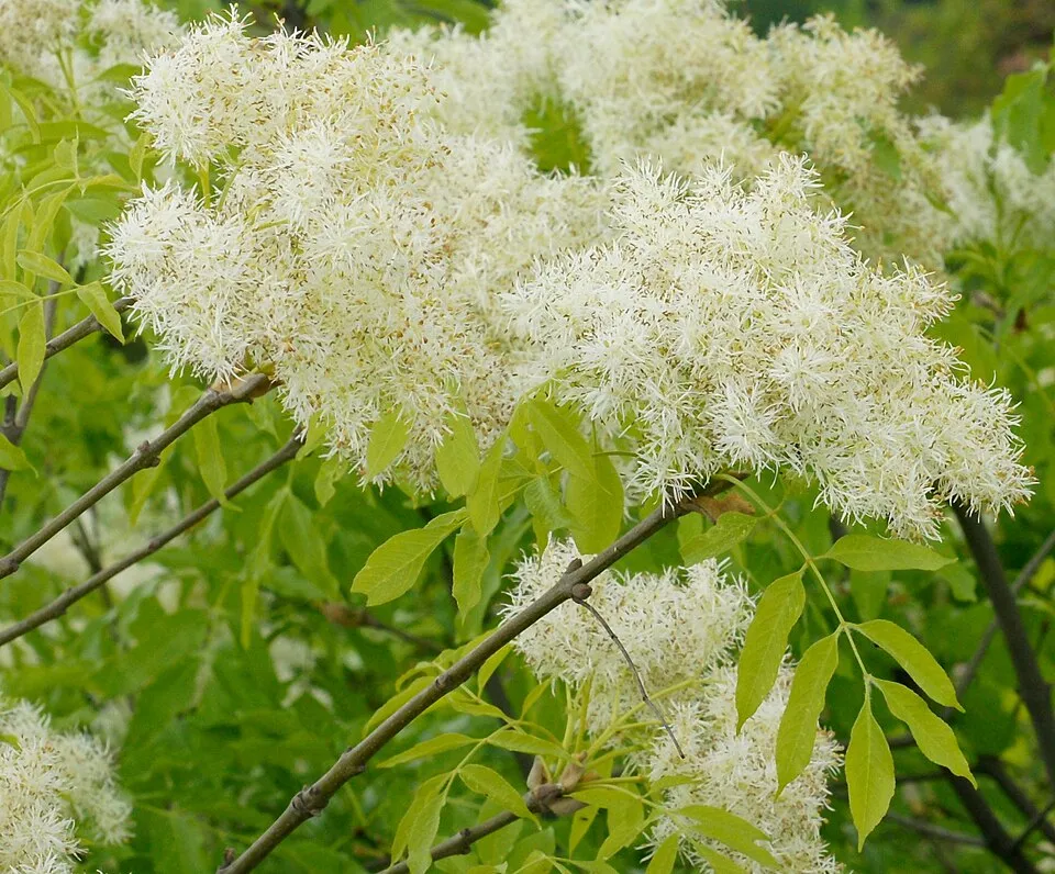 Virágos kőris / Fraxinus ornus