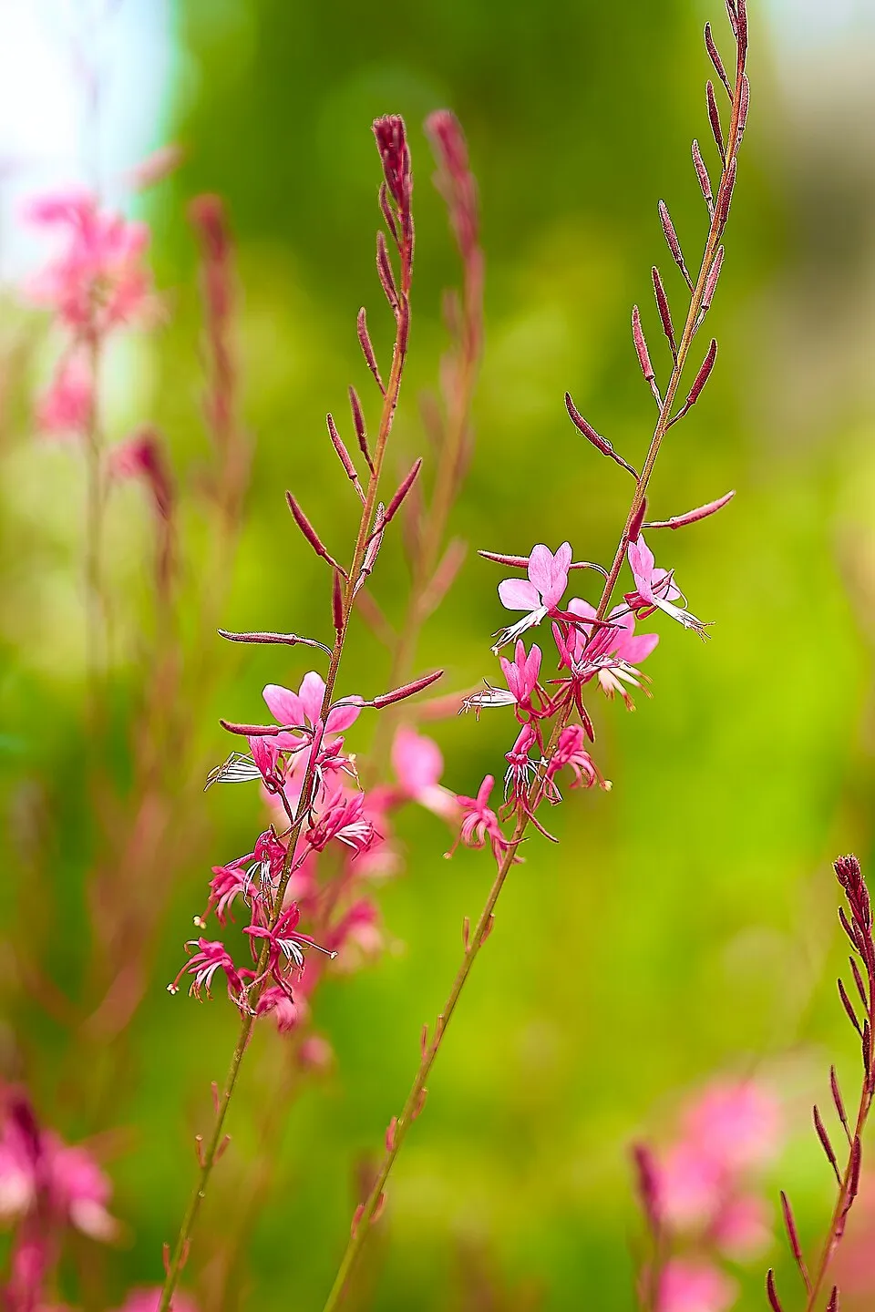Rózsaszín virágú, évelő díszgyertya / Gaura lindheimeri 'Siskiyou Pink'