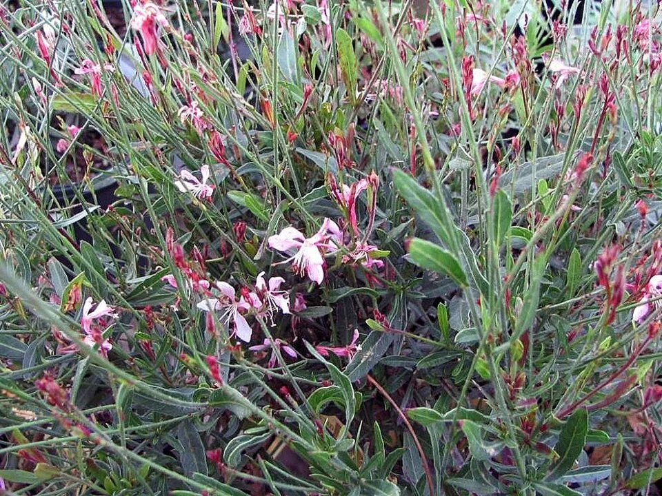 Rózsaszín virágú, évelő díszgyertya / Gaura lindheimeri 'Siskiyou Pink'