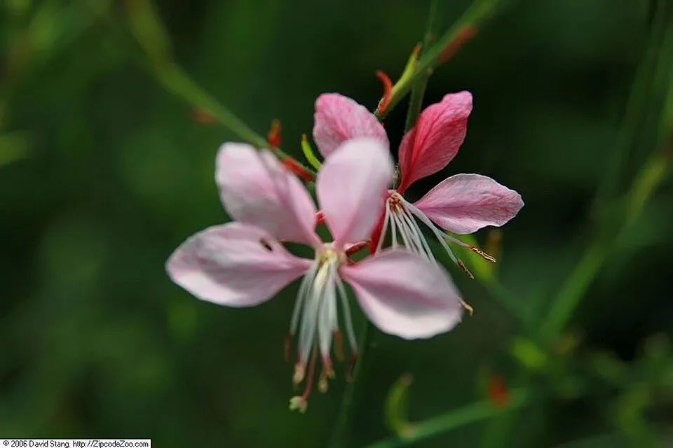 Rózsaszín virágú, évelő díszgyertya / Gaura lindheimeri 'Siskiyou Pink'