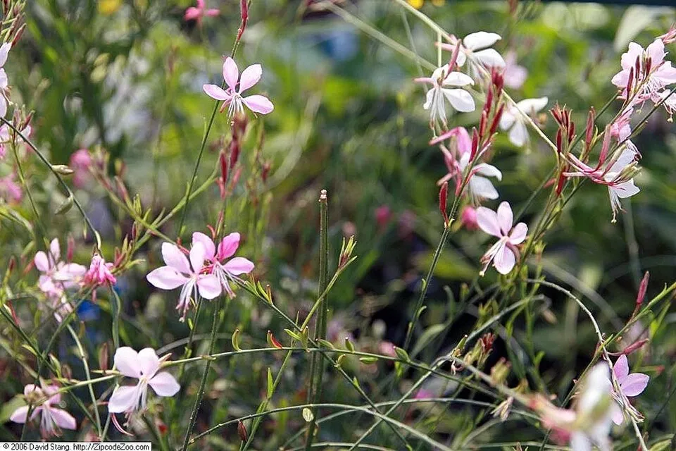 Rózsaszín virágú, évelő díszgyertya / Gaura lindheimeri 'Siskiyou Pink'