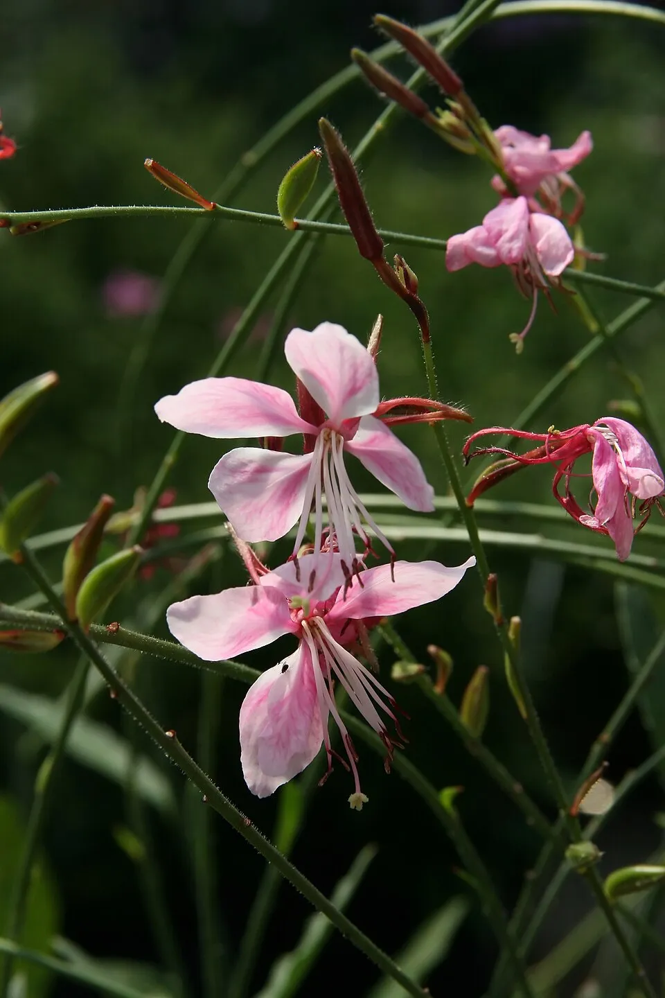 Rózsaszín virágú, évelő díszgyertya / Gaura lindheimeri 'Siskiyou Pink'