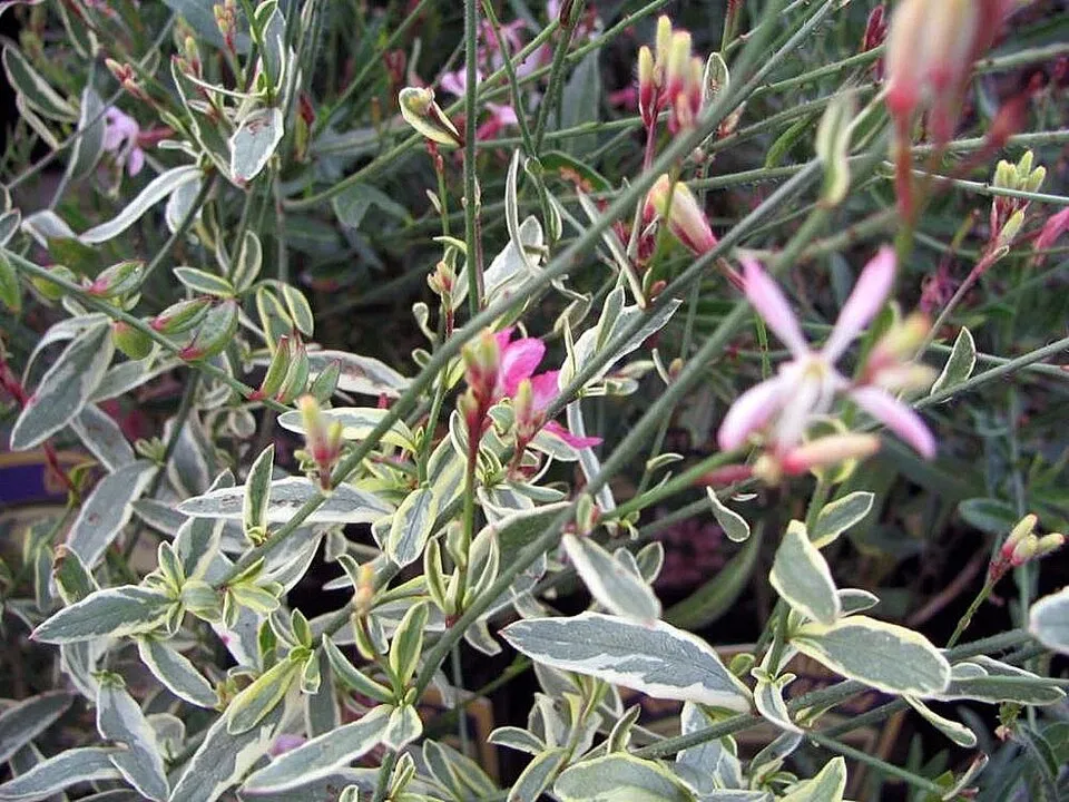 Rózsaszín virágú, évelő díszgyertya / Gaura lindheimeri 'Siskiyou Pink'