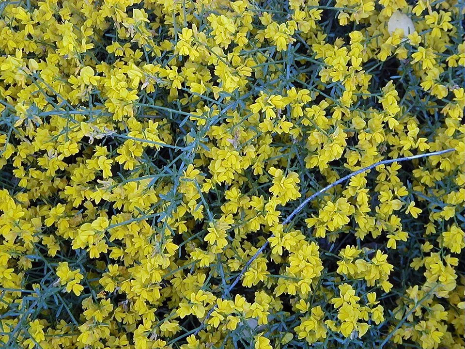 Lapickás rekettye / Genista lydia