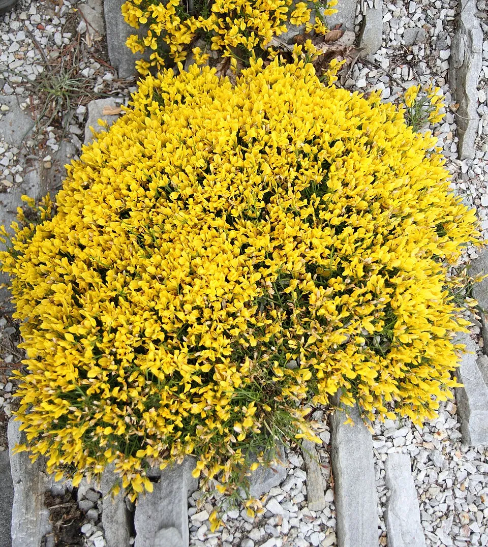 Lapickás rekettye / Genista lydia