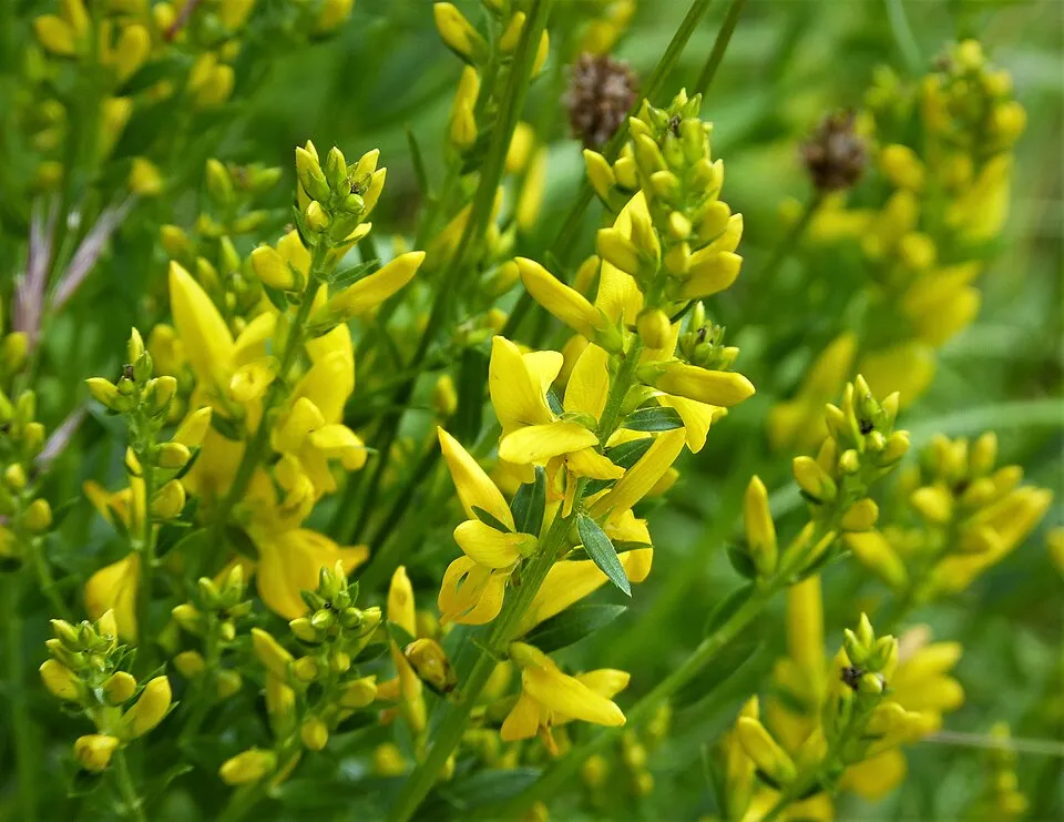 Festő rekettye / Genista tinctoria 'Royal Gold'