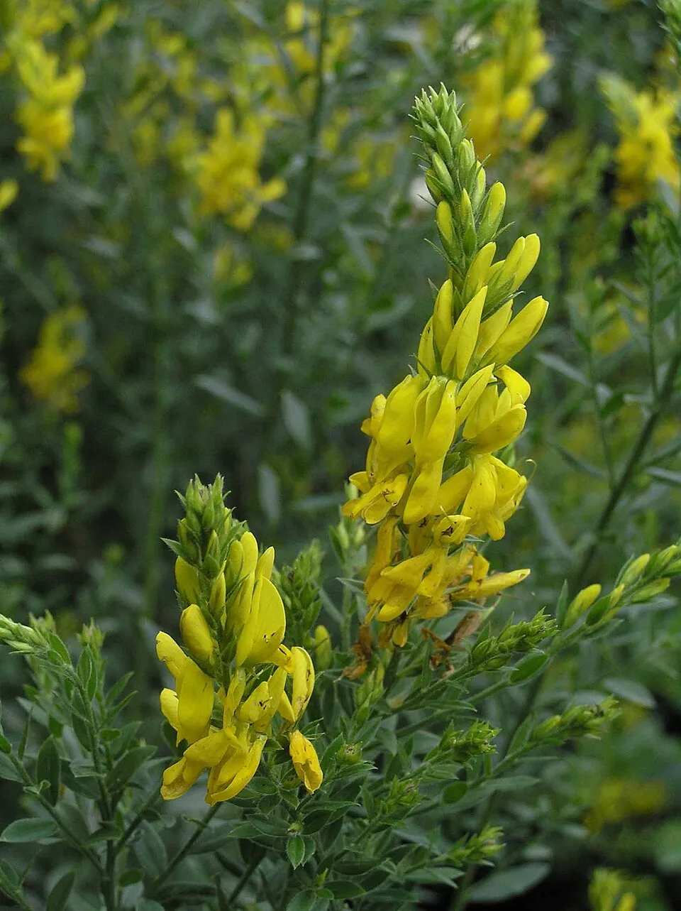 Festő rekettye / Genista tinctoria 'Royal Gold'