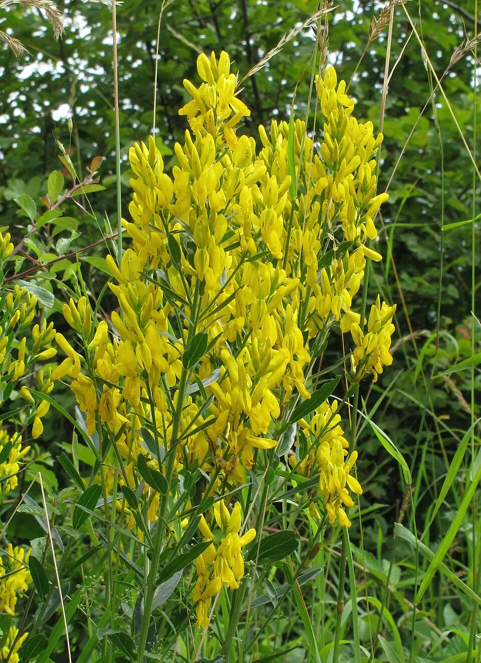 Festő rekettye / Genista tinctoria 'Royal Gold'