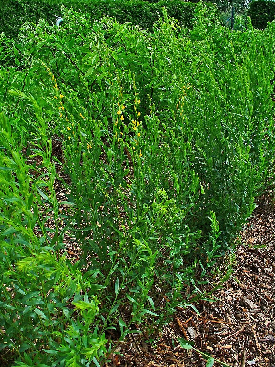 Festő rekettye / Genista tinctoria 'Royal Gold'