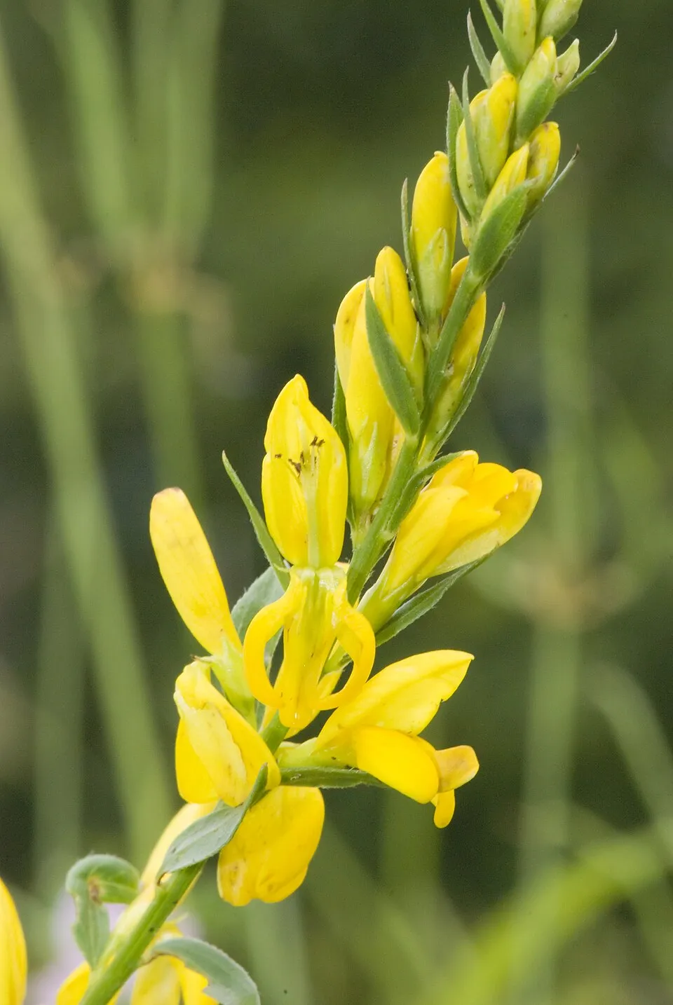 Festő rekettye / Genista tinctoria 'Royal Gold'