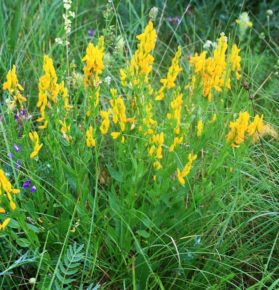 Festő rekettye / Genista tinctoria 'Royal Gold'