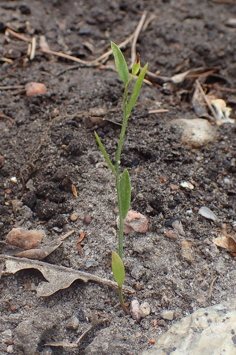 Festő rekettye / Genista tinctoria 'Royal Gold'