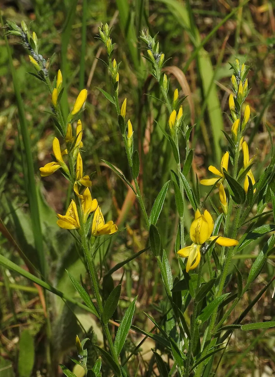 Festő rekettye / Genista tinctoria 'Royal Gold'