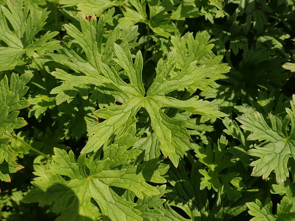 Kék, nagyvirágú gólyaorr / Geranium himalayense 'Baby Blue'