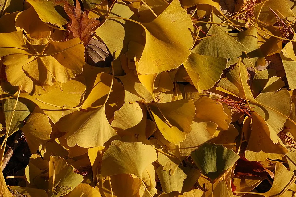 Páfrányfenyő / Ginkgo biloba