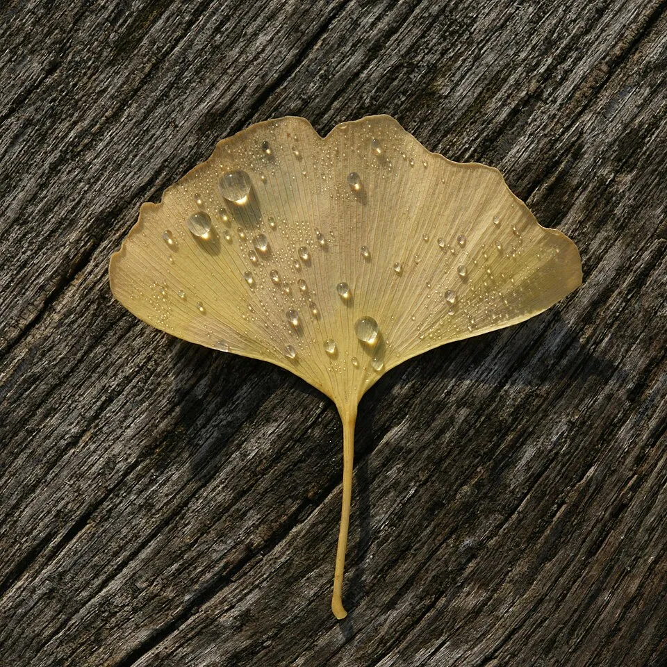 Páfrányfenyő / Ginkgo biloba