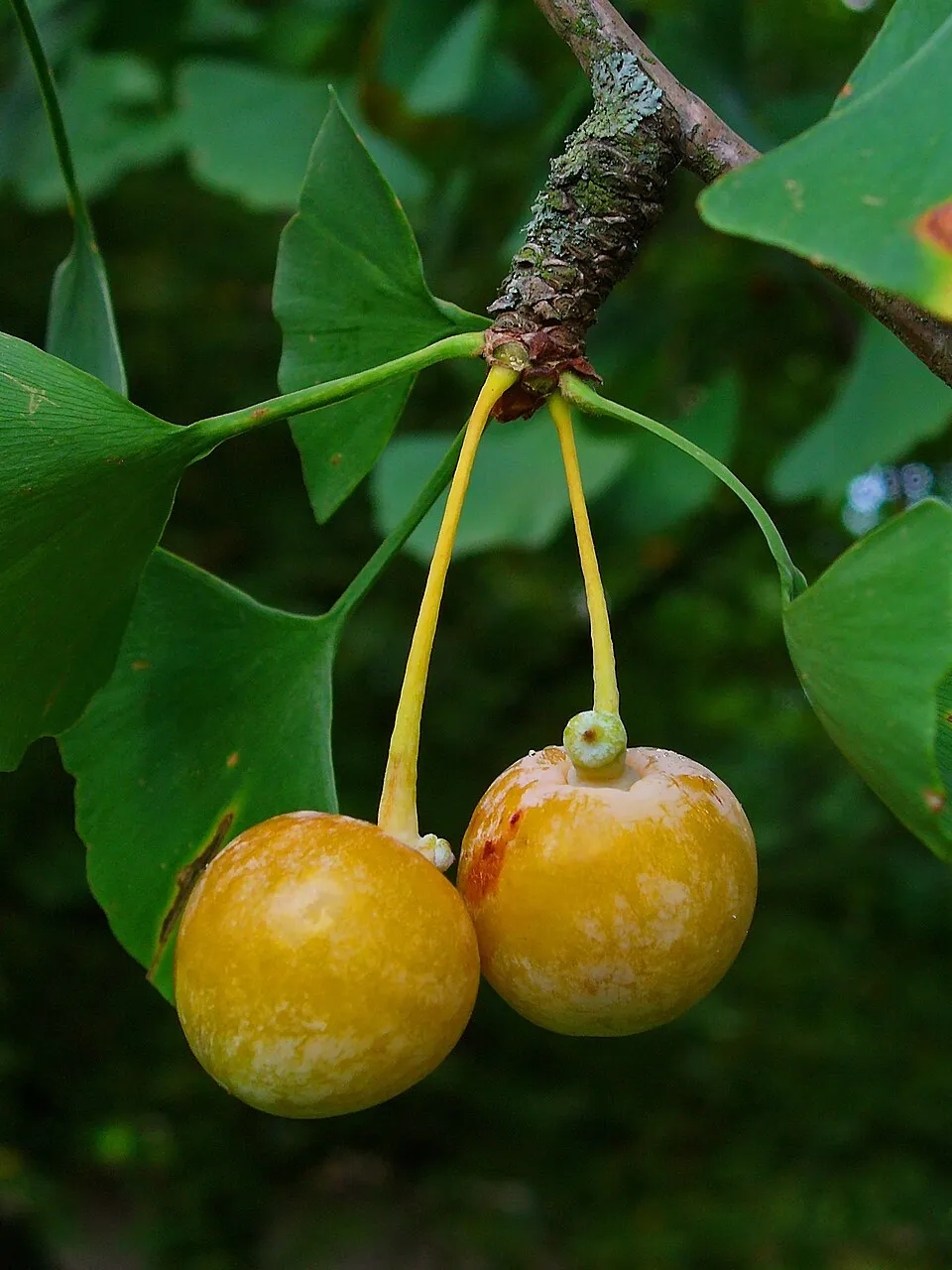 Páfrányfenyő / Ginkgo biloba