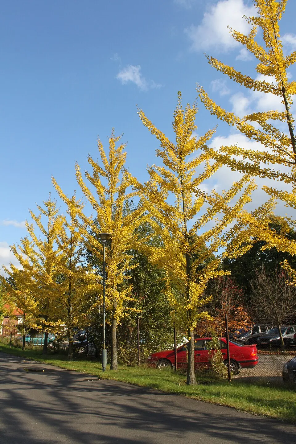 Páfrányfenyő / Ginkgo biloba