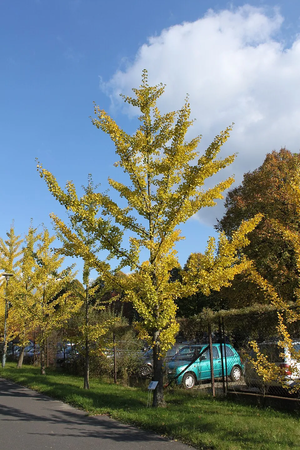 Páfrányfenyő / Ginkgo biloba