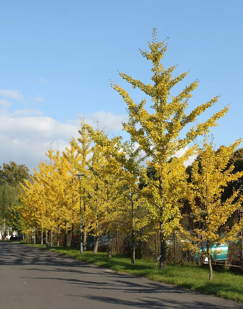Páfrányfenyő / Ginkgo biloba