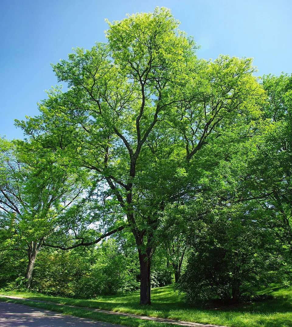 Sárga levelű lepényfa / Gleditsia triacanthos 'Sunburst'