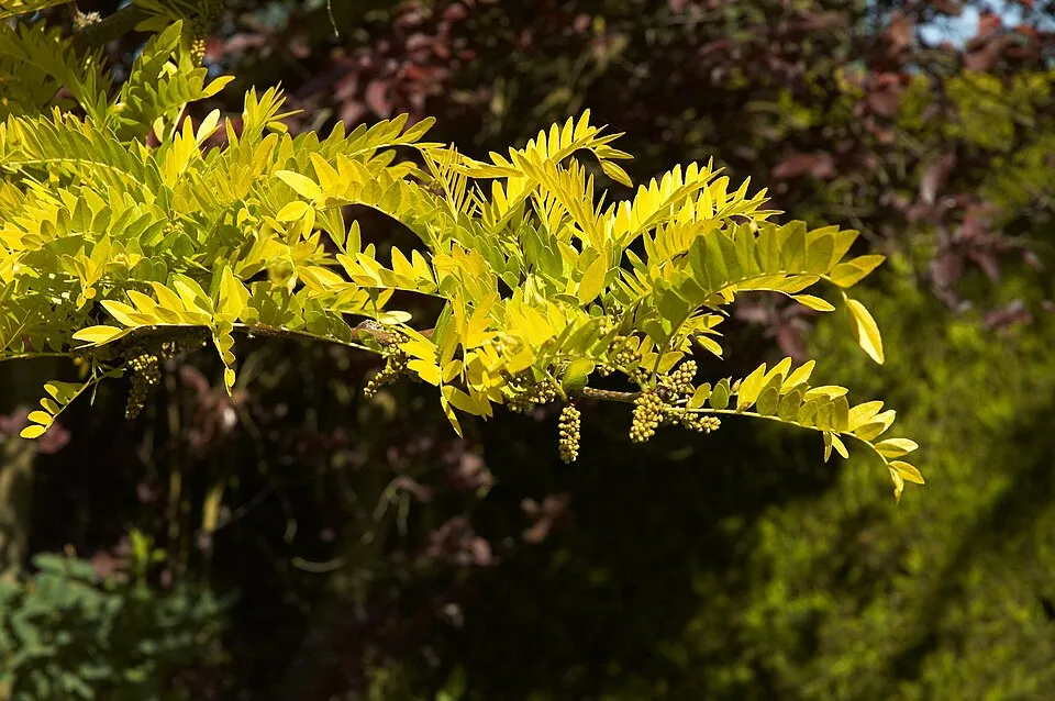 Sárga levelű lepényfa / Gleditsia triacanthos 'Sunburst'