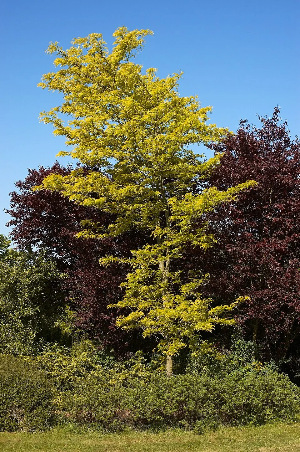 Sárga levelű lepényfa / Gleditsia triacanthos 'Sunburst'