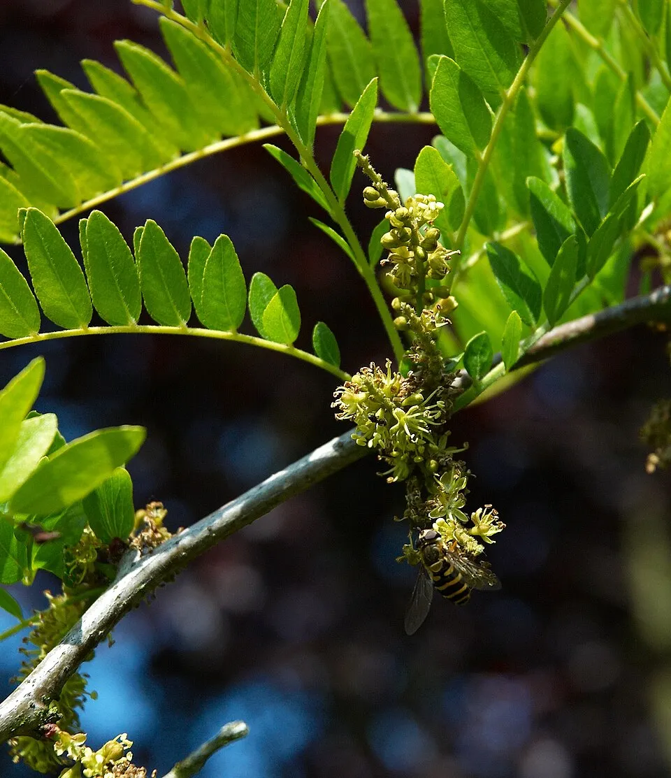 Sárga levelű lepényfa / Gleditsia triacanthos 'Sunburst'