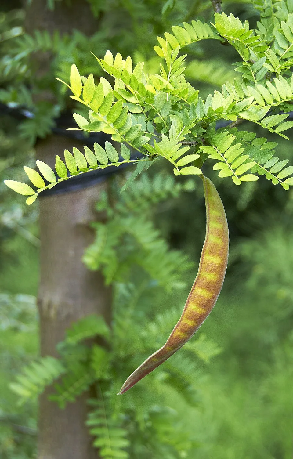 Sárga levelű lepényfa / Gleditsia triacanthos 'Sunburst'