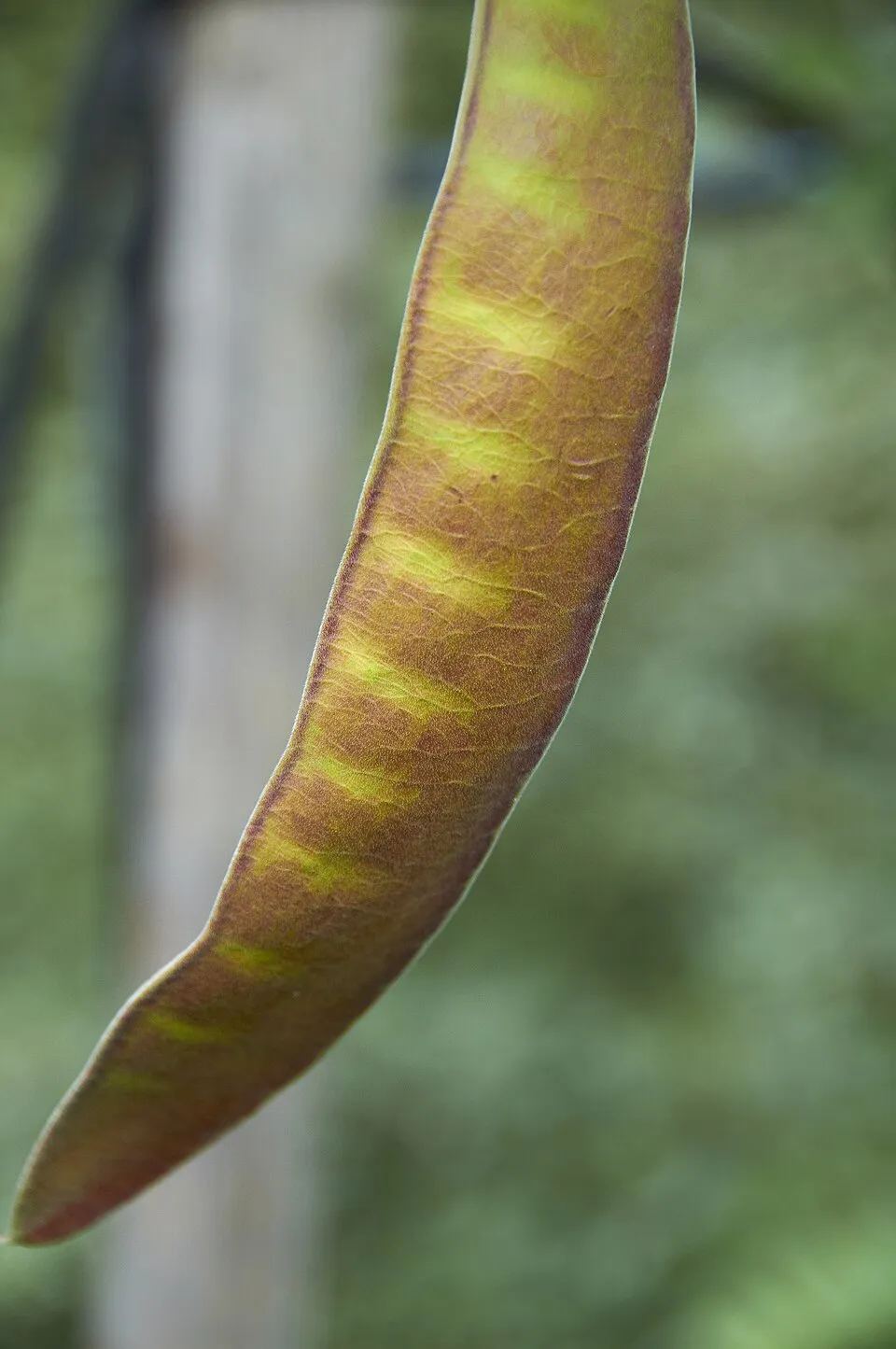 Sárga levelű lepényfa / Gleditsia triacanthos 'Sunburst'