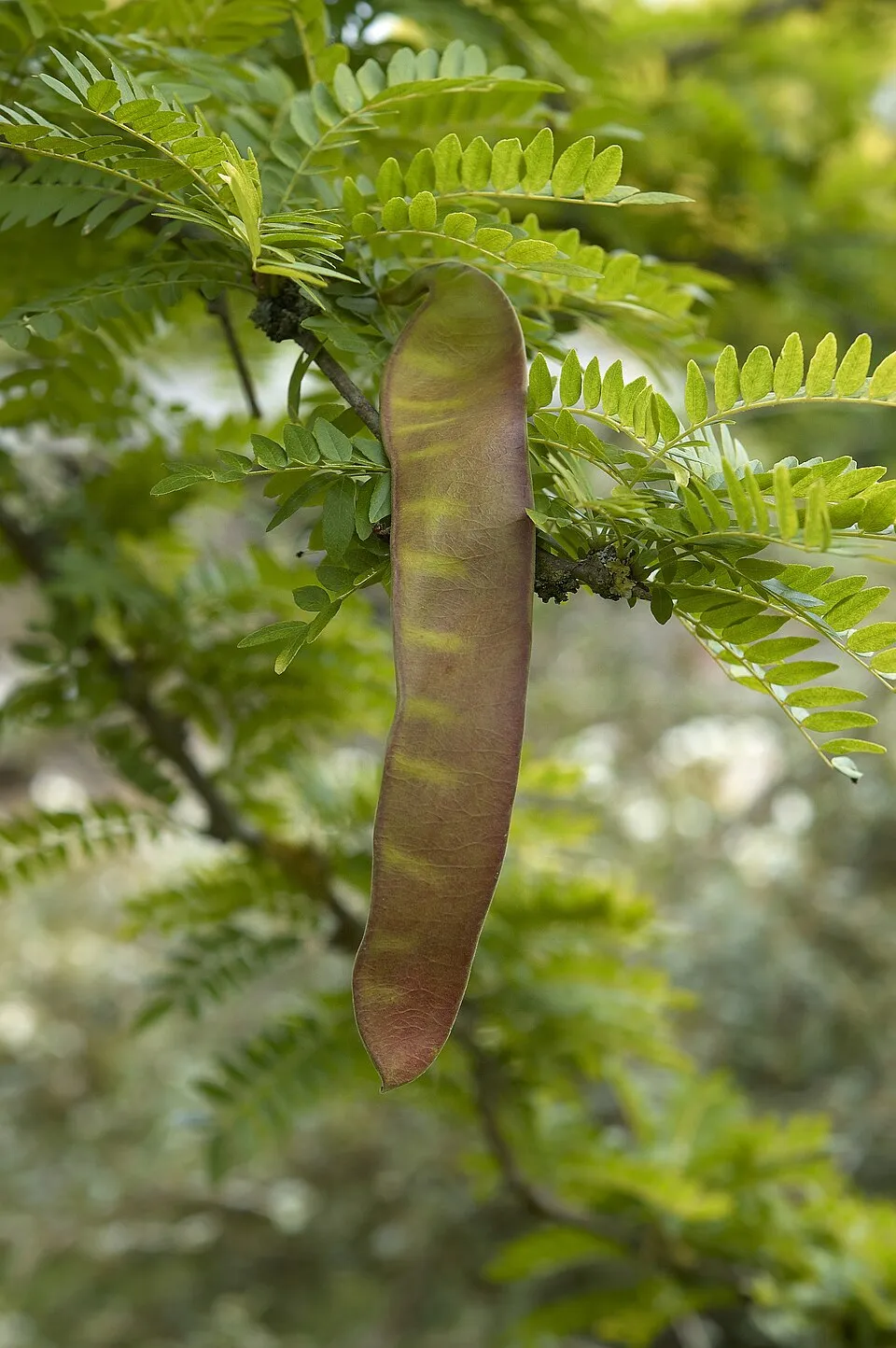 Sárga levelű lepényfa / Gleditsia triacanthos 'Sunburst'