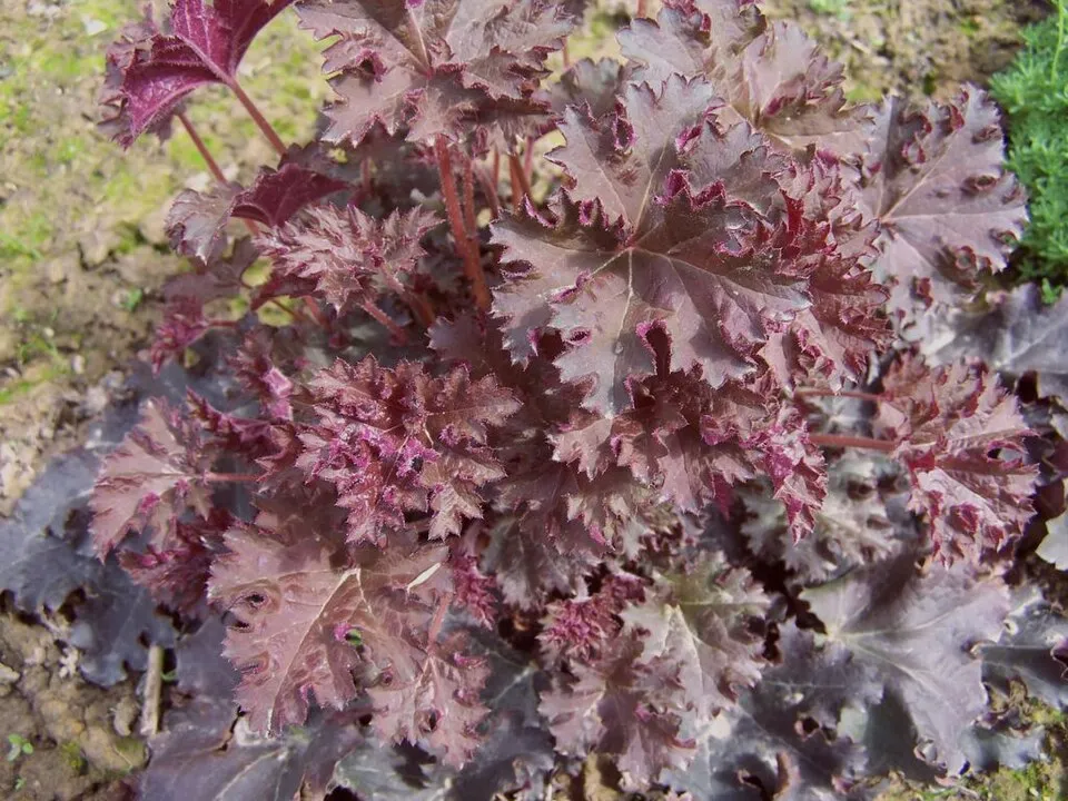 Lila-bordó tűzeső / Heuchera micrantha 'Palace Purple'
